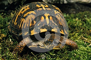 Eastern Box Turtle, terrapene carolina, Adult standing on Moss
