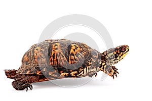 Eastern Box Turtle Terrapene carolina carolina isolated on white background