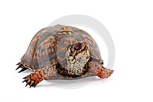 Eastern Box Turtle Terrapene carolina carolina isolated on white background