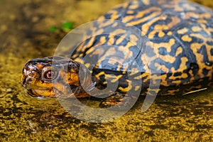 Eastern box turtle Terrapene carolina carolina in water - Florida, USA