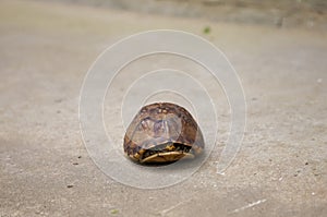 Eastern Box Turtle