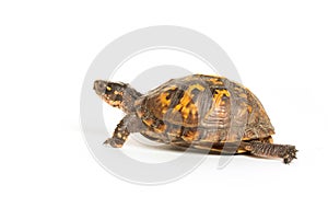 Eastern box turtle