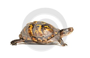 Eastern box turtle