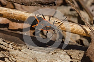 Eastern Boxelder Bug - Boisea trivittata
