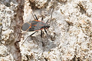 Eastern Boxelder Bug - Boisea trivittata