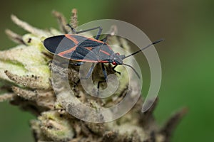 Eastern Boxelder Bug - Boisea trivittata