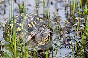 Eastern BoxTurtle