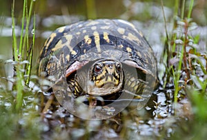 Eastern BoxTurtle