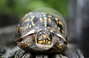 Eastern BoxTurtle hiding in shell