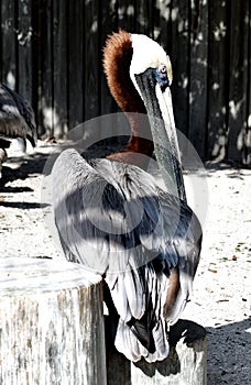 A Eastern Brown Pelican
