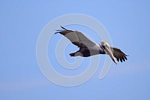 Eastern brown pelican in flight over a calm body of water.