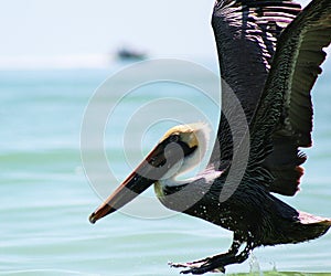 Eastern brown pelican landing on water