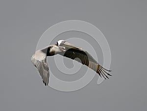 Eastern Brown Pelican Over The Gulf of Mexico #1