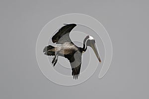 Eastern Brown Pelican Over The Gulf of Mexico #3
