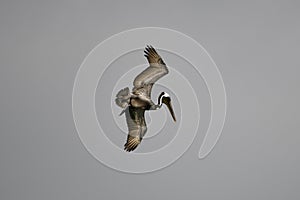 Eastern Brown Pelican Over The Gulf of Mexico #4