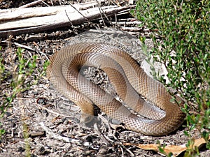 Eastern Brown Snake