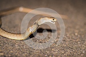 Eastern brown snake, Australia