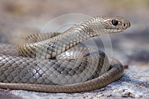 Eastern Brown Snake