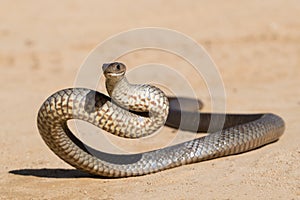 Eastern Brown Snake
