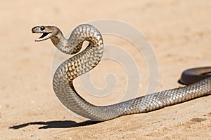 Eastern Brown Snake