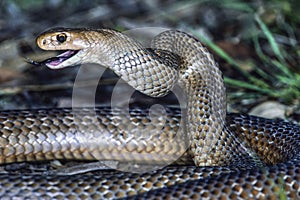 Eastern Brown Snake