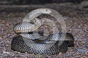 Eastern Brown Snake