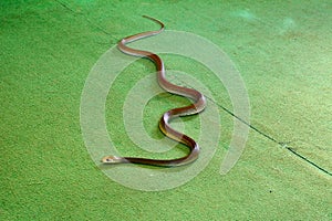 Eastern brown snake Pseudonaja textilis indoor on green carpet