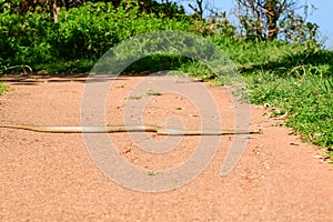 Eastern brown snake (Pseudonaja textilis) the most venomous snake in Australia, the animal crawls along the path