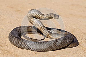 Eastern Brown Snake photo