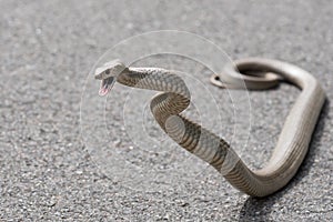 Eastern Brown Snake, Sydney, Australia