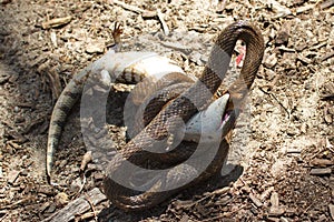 Eastern Brown Snake vs Bluetongue Lizard