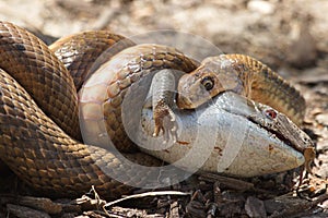 Eastern Brown Snake vs Bluetongue Lizard