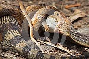 Eastern Brown Snake vs Bluetongue Lizard photo