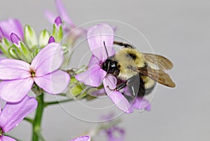 Eastern Bumble Bee - Bombus impatiens