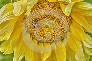 Eastern Bumblebee Closeup