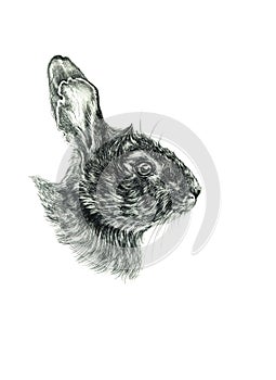 Eastern bunny drawing sketch