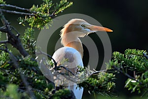 Eastern Caattle Egret