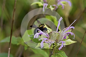 Eastern Carpenter Bee   823572