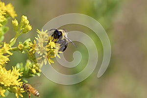 Eastern Carpenter Bee   846566