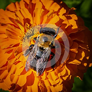 Eastern Carpenter Bee Feeding on an Orange African Marigold