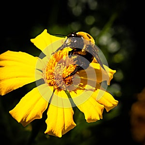 Eastern Carpenter Bee feeding and Pollinating an African Marigold