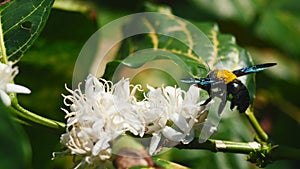 Eastern carpenter Bee fliing to seeking nectar in Robusta coffee blossom on tree plant with green leaf