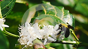 Eastern carpenter Bee fliing to seeking nectar in Robusta coffee blossom on tree plant with green leaf. Petals