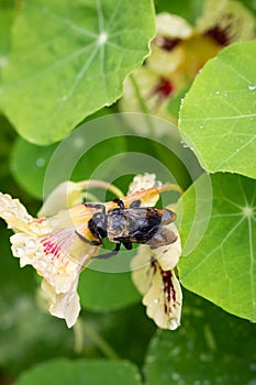 Eastern carpenter bee resting on yellow and red nasturtium flower