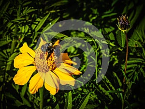 Eastern Carpenter Bee Sipping Nectar from an African Marigold