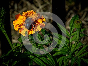 Eastern Carpenter Bee Visiting an African Marigold In a Spring Garden photo