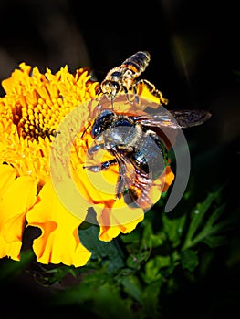 Eastern Carpenter Bee and A Western Honey Bee on an African Marigold!
