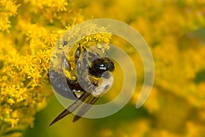 Eastern Carpenter Bee - Xylocopa virginica