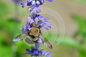 Eastern Carpenter Bee Xylocopa Virginica macro