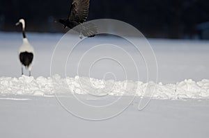 Eastern carrion crow taking flight